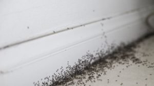 Little Black Ants Come Inside Your House