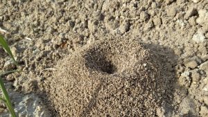 Locate ant nest