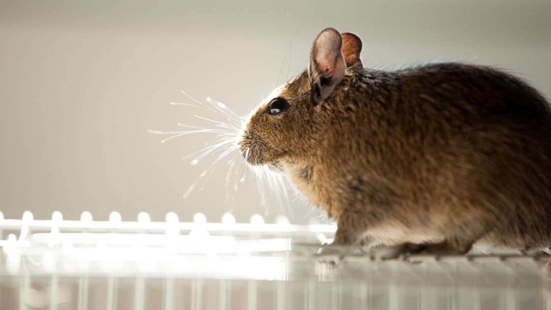 Rodent Exterminator Cost