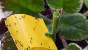 Sticky traps