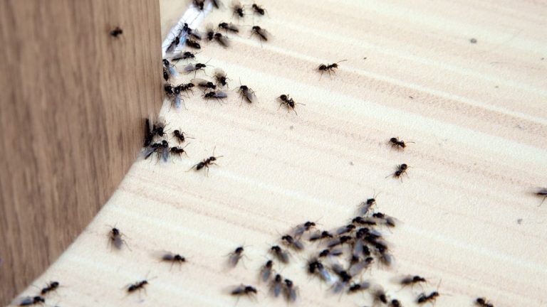 Tiny Black Ants in House
