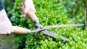 Trim tree branches and shrubs