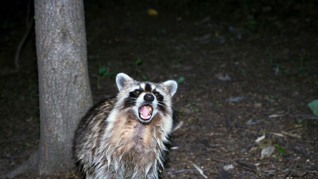Are Raccoons Dangerous