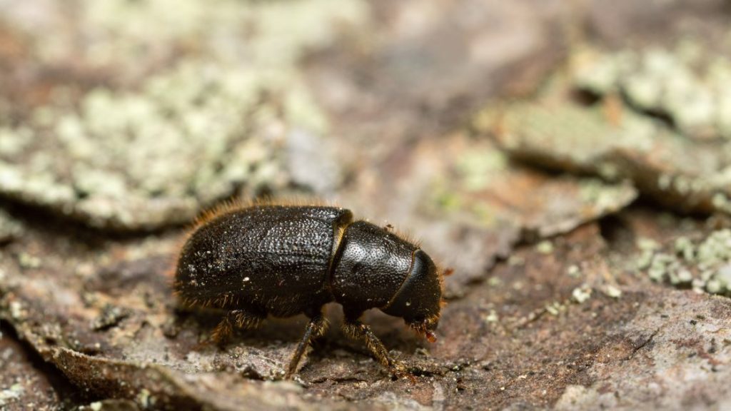 Beetle