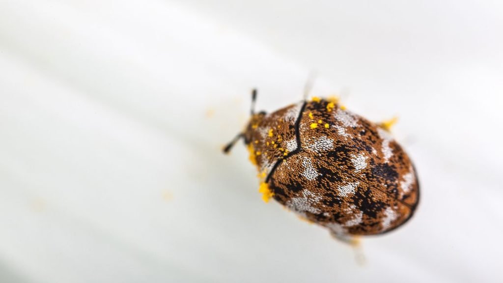 Carpet Beetle