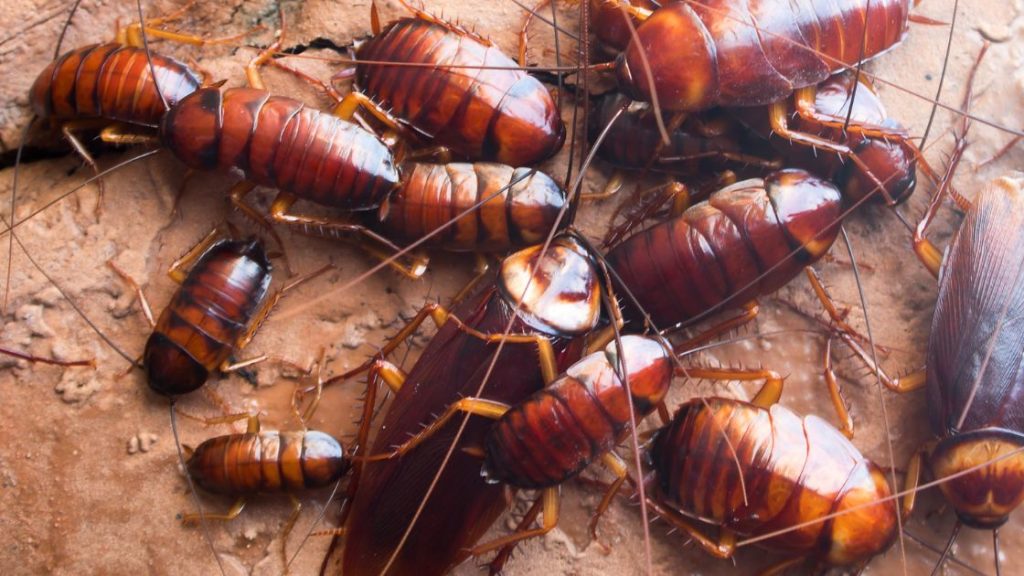 Cockroach or Beetle