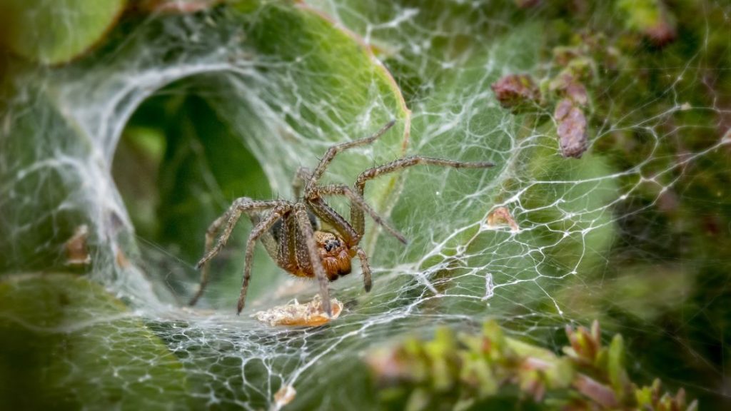 Common Spiders in Missouri