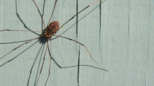 Daddy Longlegs