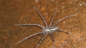 Fishing Spider