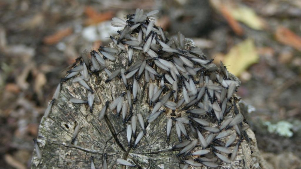 Flying Termites Colony