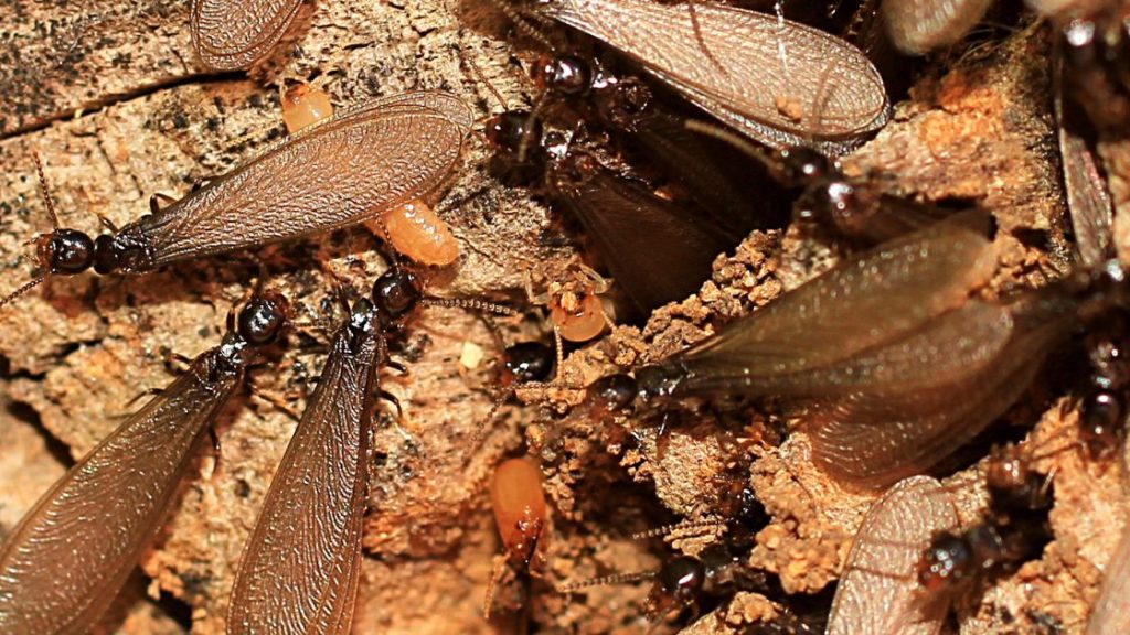 Flying termites