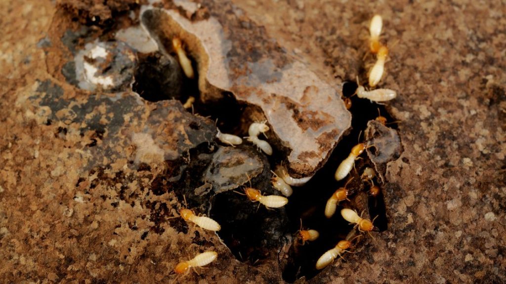 Get rid of flying termites