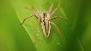 Grass Spider