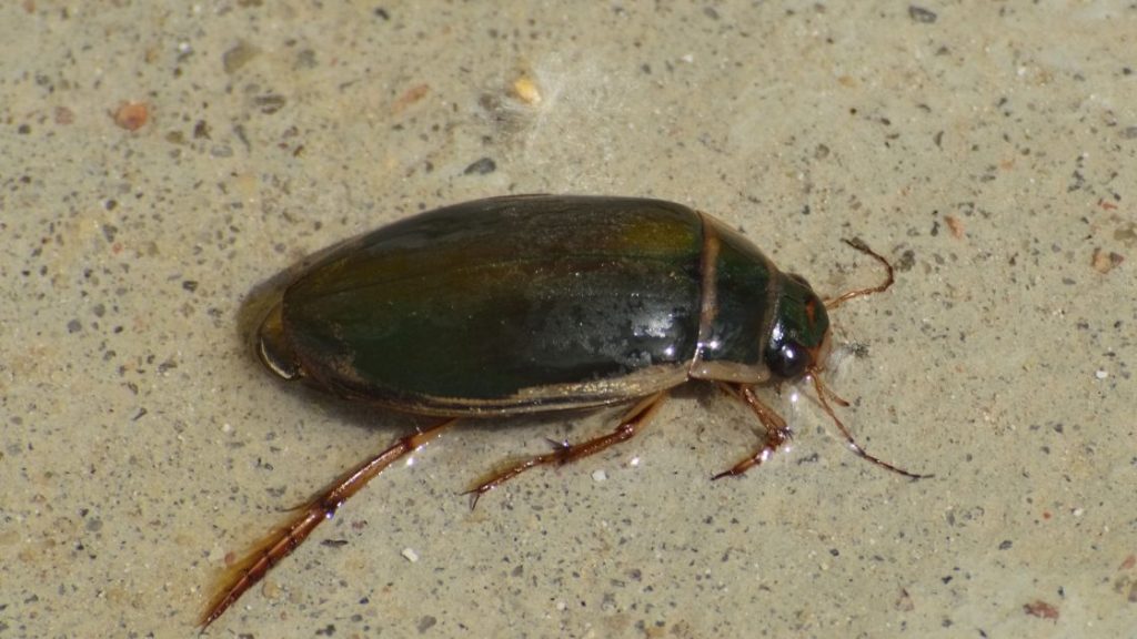 Identifying pest if it is a cockroach or beetle