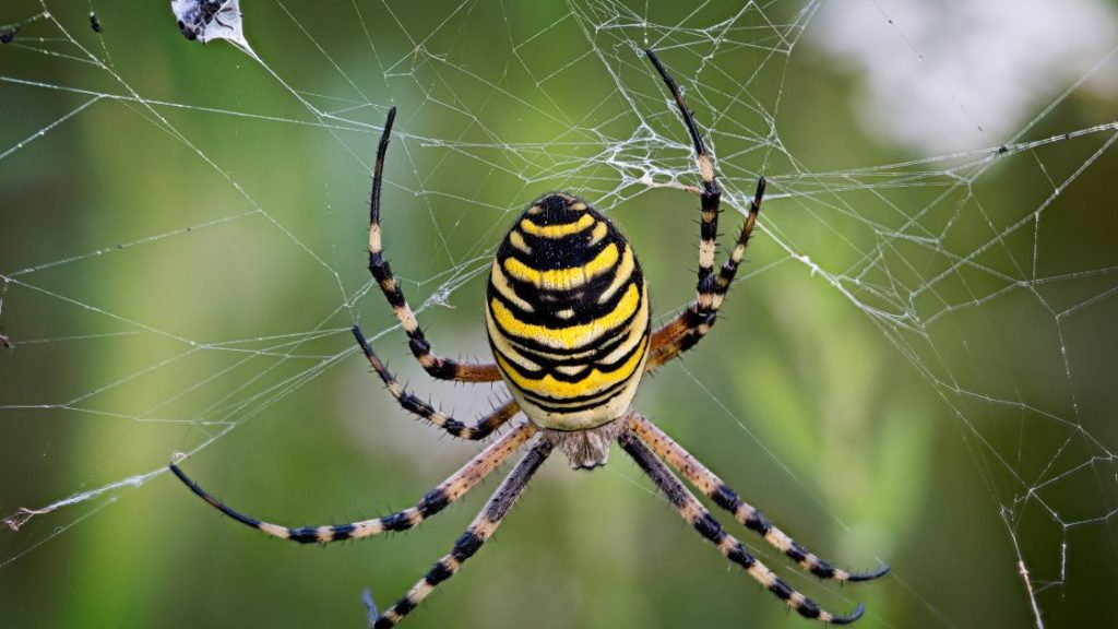 Identifying the Common Spiders in Missouri