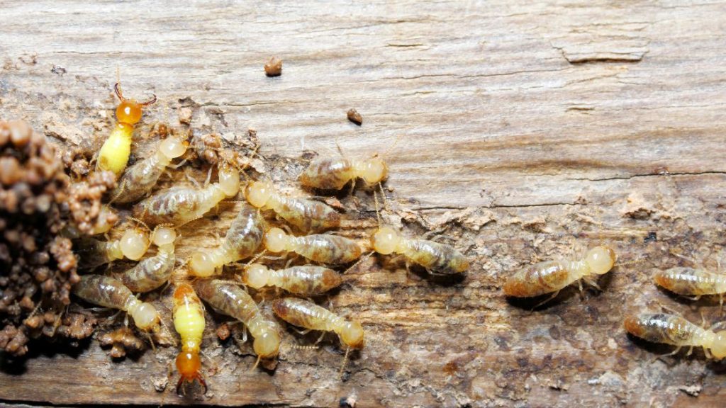 Termites colony