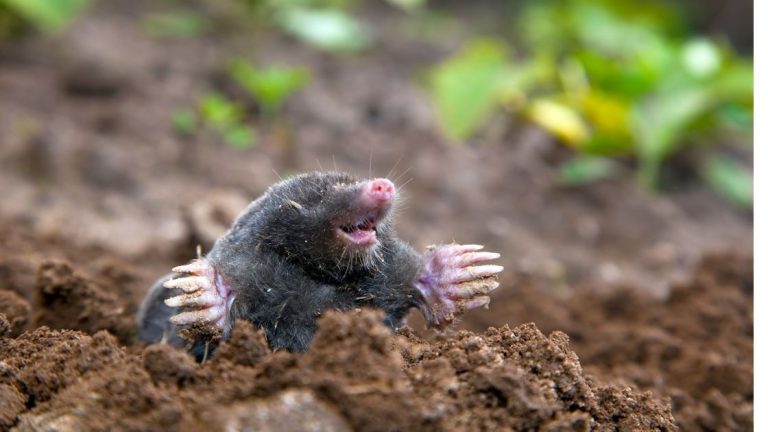 What Do Moles Eat