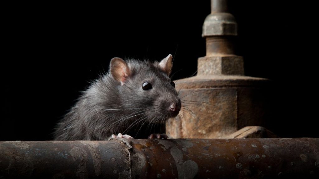 What Smell Kills Rats Instantly