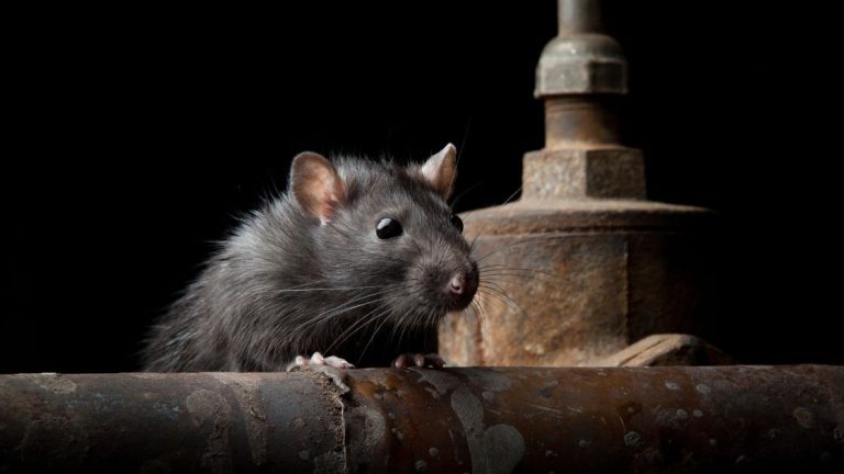 What Smell Kills Rats Instantly