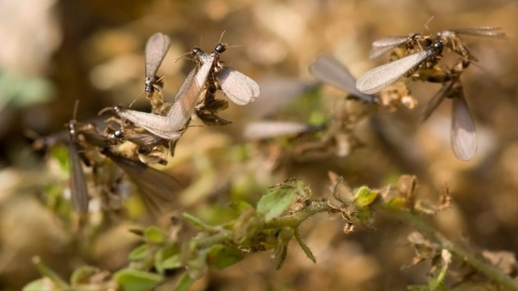 Why Do Flying Termites Suddenly Appear or Termites Swarm