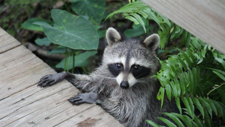 Professional Raccoon Removal