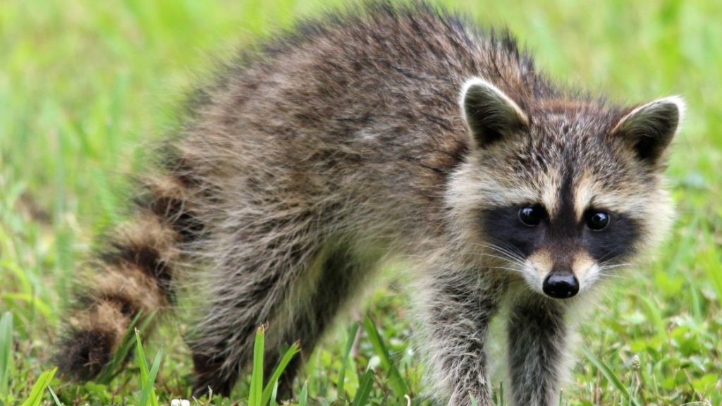 Wildlife Removal Services