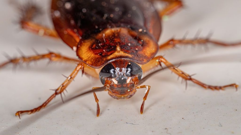 Best Way on How to Get Rid of American Cockroach