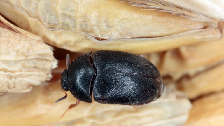 Black Carpet Beetle - The Little Black Beetles in Your House