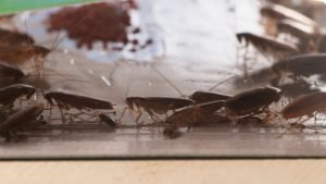 Cockroach Trap