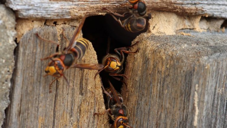 Common Things that Attracts Wasps