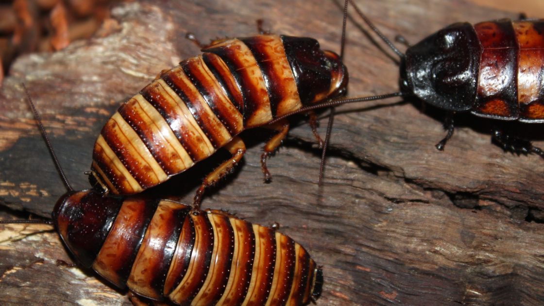 Health Risks and Property Damage You Shouldn’t Ignore from Cockroaches