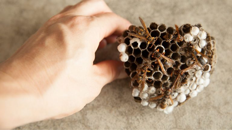 How Much Does Wasp Nest Removal Cost in Springfield MO