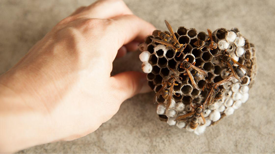 How Much Does Wasp Nest Removal Cost in Springfield MO