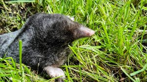Minimize Mole Attraction