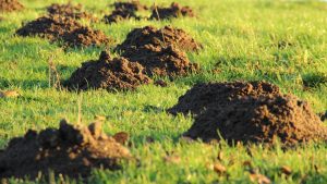 Mole Infestation