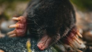 Moles