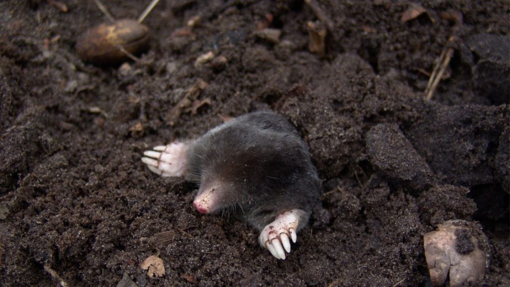 Moles May Eat Earthworms