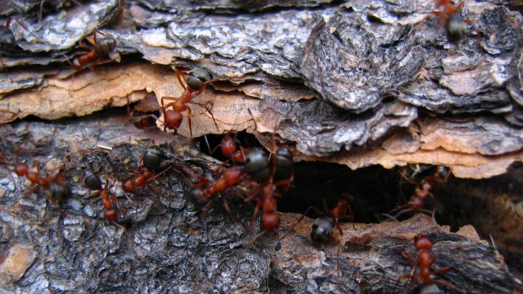 Professional Ant Treatment and Ant Removal