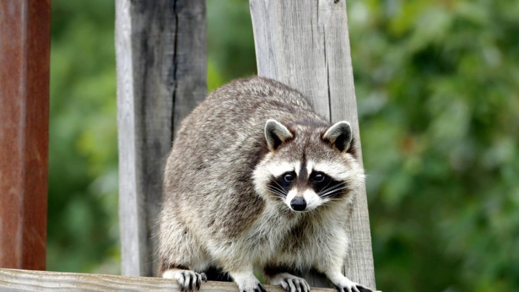 Professional Raccoon Wildlife Removal Services