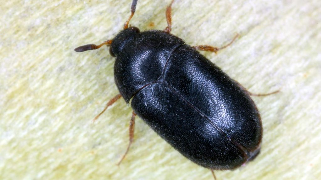The Risks of These Little Black Carpet Beetles in Your House
