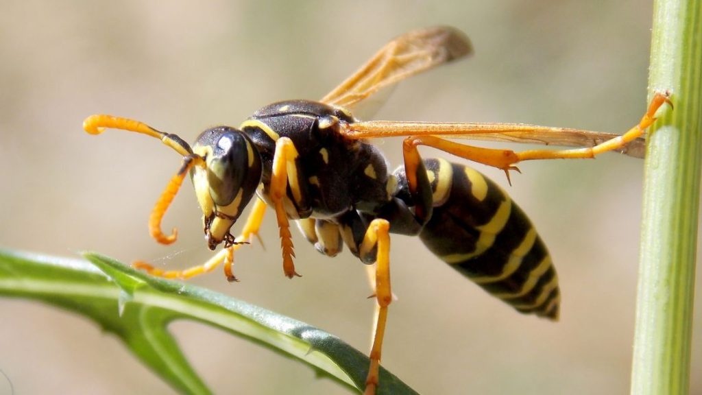 Wasps