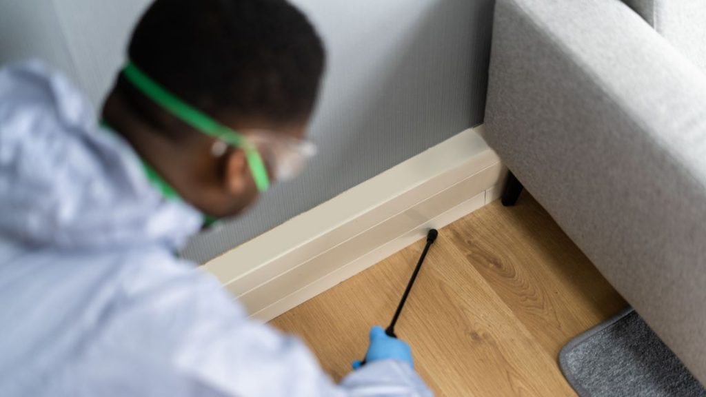 What Influences Ant Exterminator Cost for Effective Ant Control in Springfield