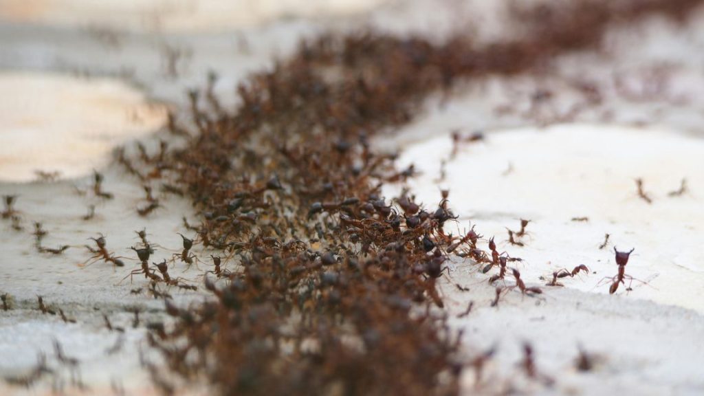 Ant Colonies