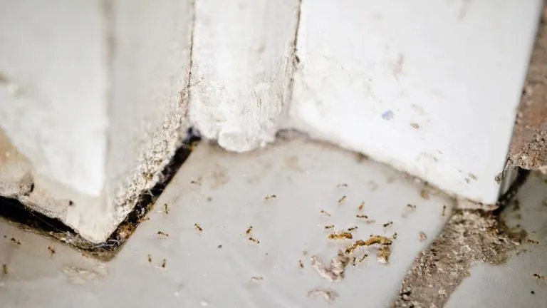 Ant infestations in the House