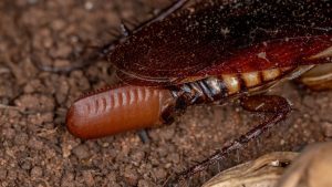 Cockroach egg