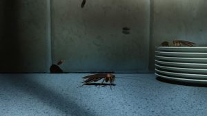 Cockroaches
