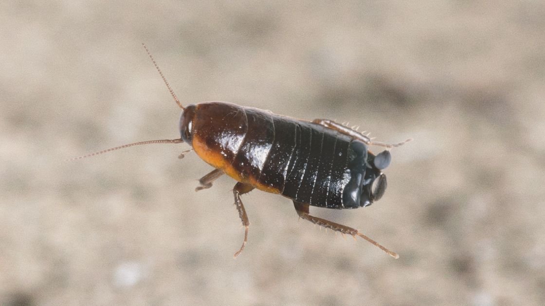 Getting rid of oriental cockroaches