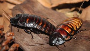 How Long Does It Take to Get Rid of Oriental Cockroaches