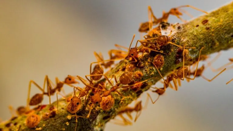 How Many Ants are in a Colony