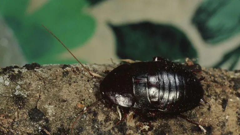 How to Get Rid of Oriental Cockroaches